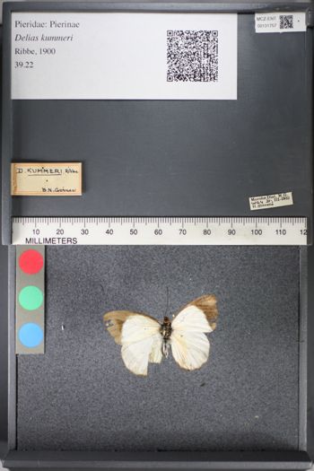 Media type: image;   Entomology 131757